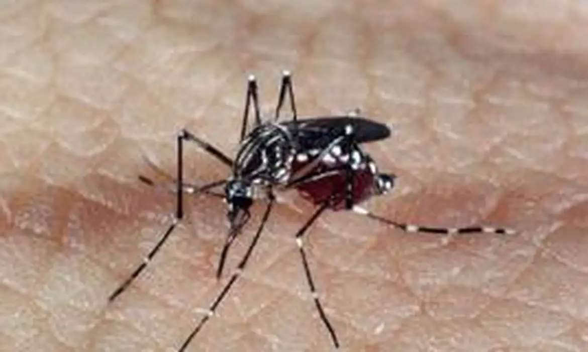 aedes dengue 1
